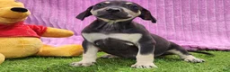 Catahoula Leopard Dog dogs for sale: Tess 2025 Female 1 - Ad 3
