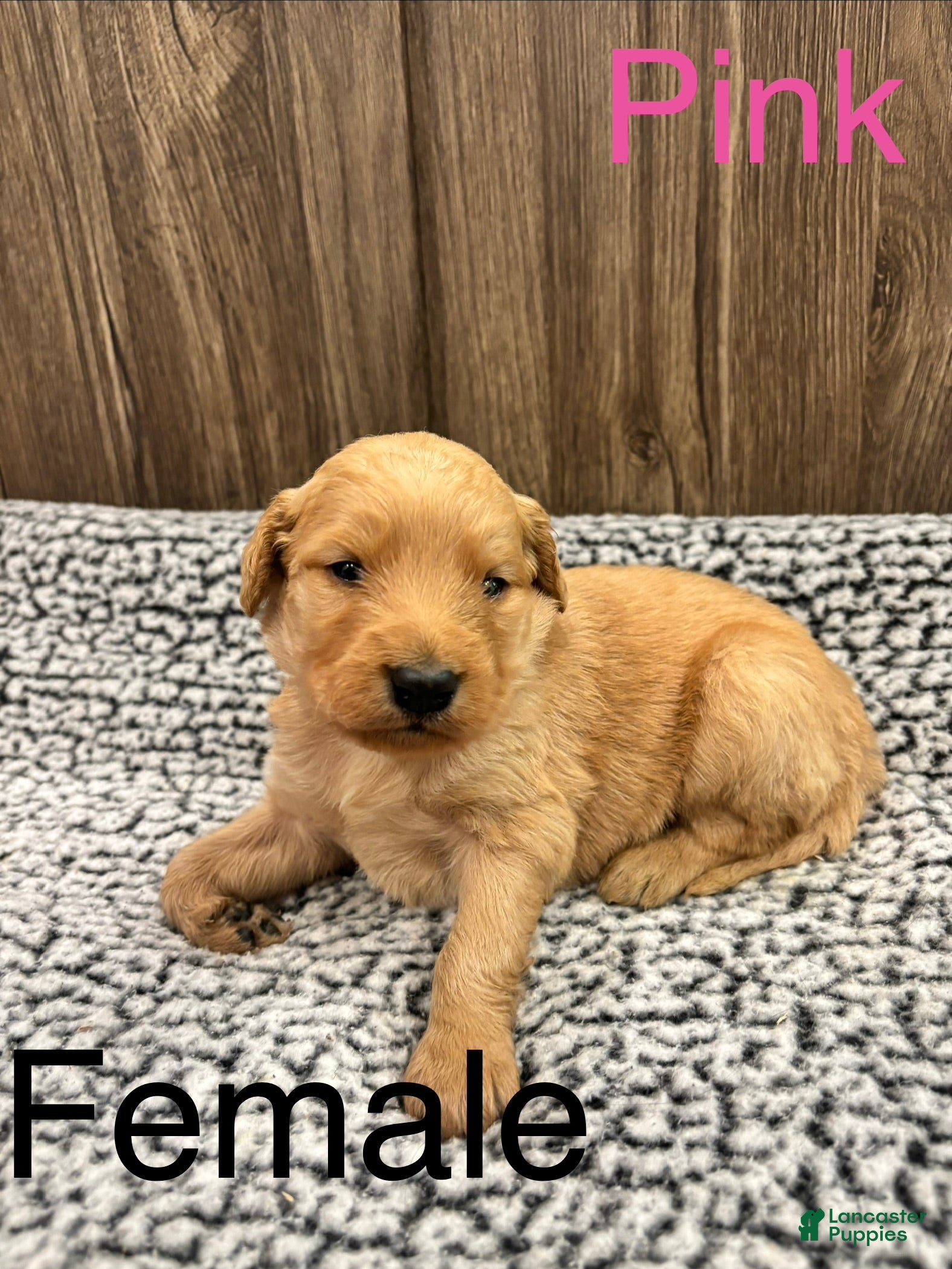 Bernedoodle dogs Bernedoodle Puppy 7 - Ad 1