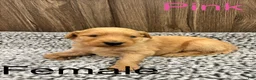 Bernedoodle dogs for sale: Bernedoodle Puppy 7 - Ad 1