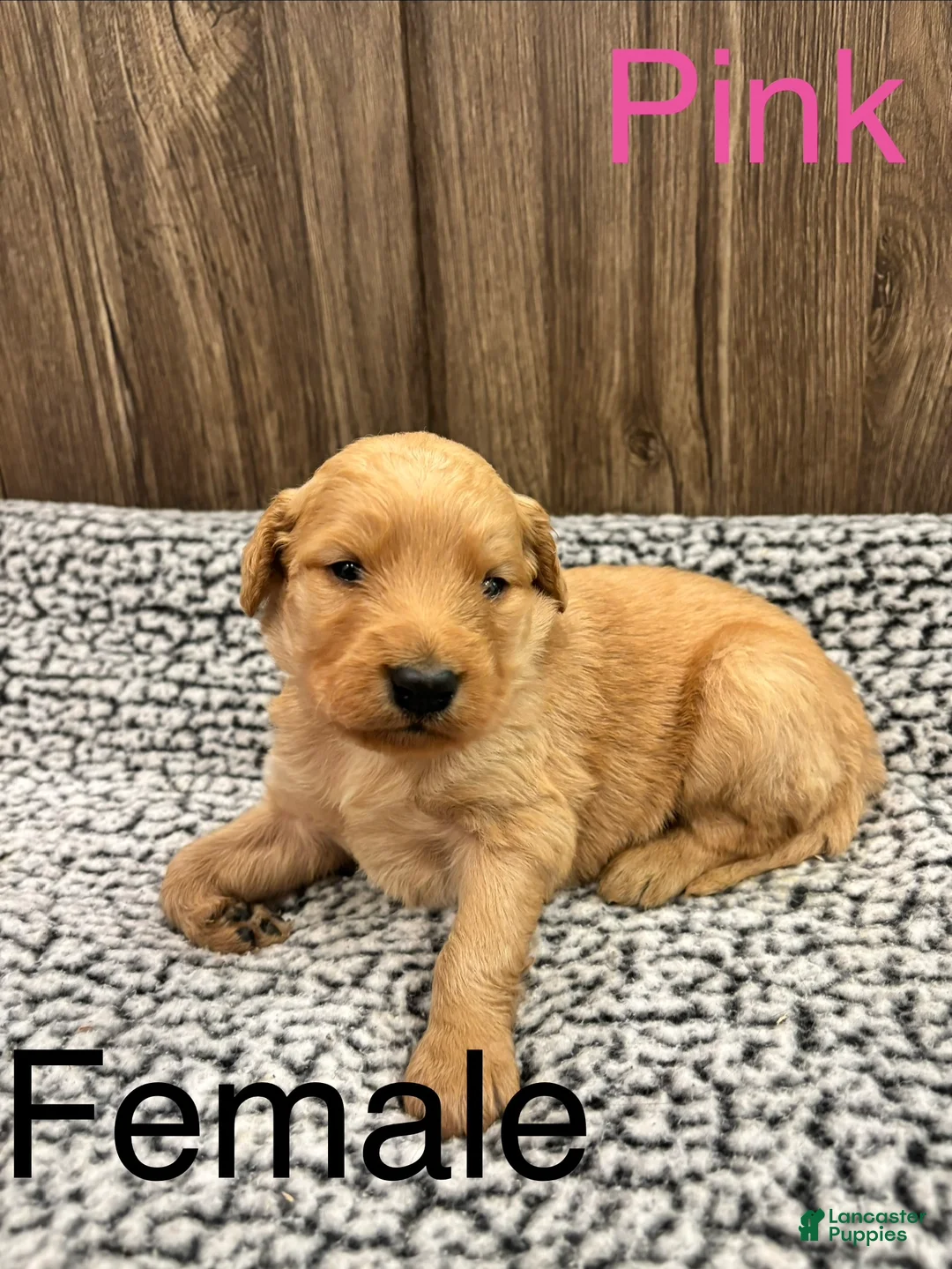 Bernedoodle dogs for sale: Bernedoodle Puppy 7 - Ad 1