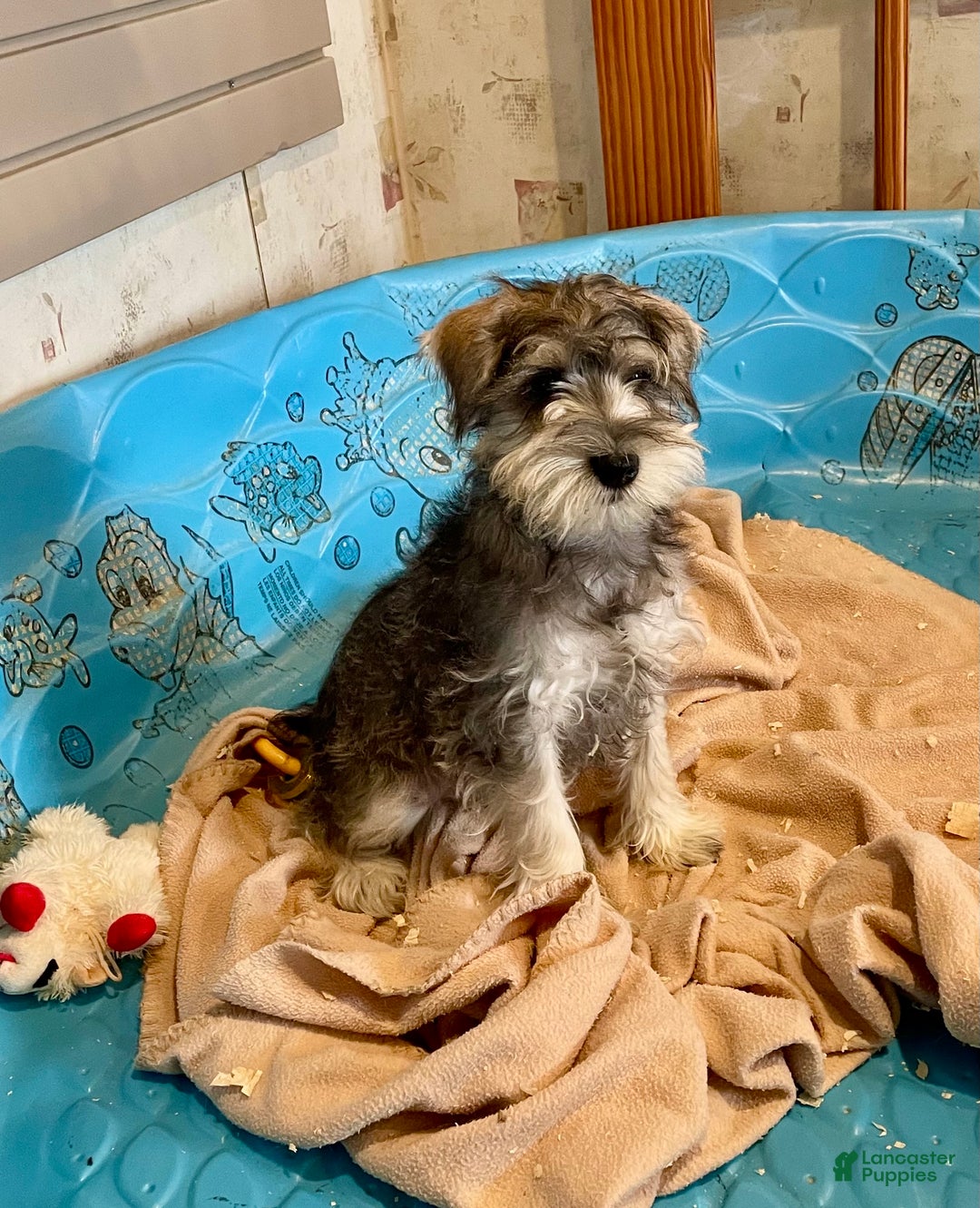 Miniature Schnauzer dogs for sale: Jake - Ad 8