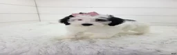 Portuguese Water Dog dogs for sale: Mikaela - Ad 4