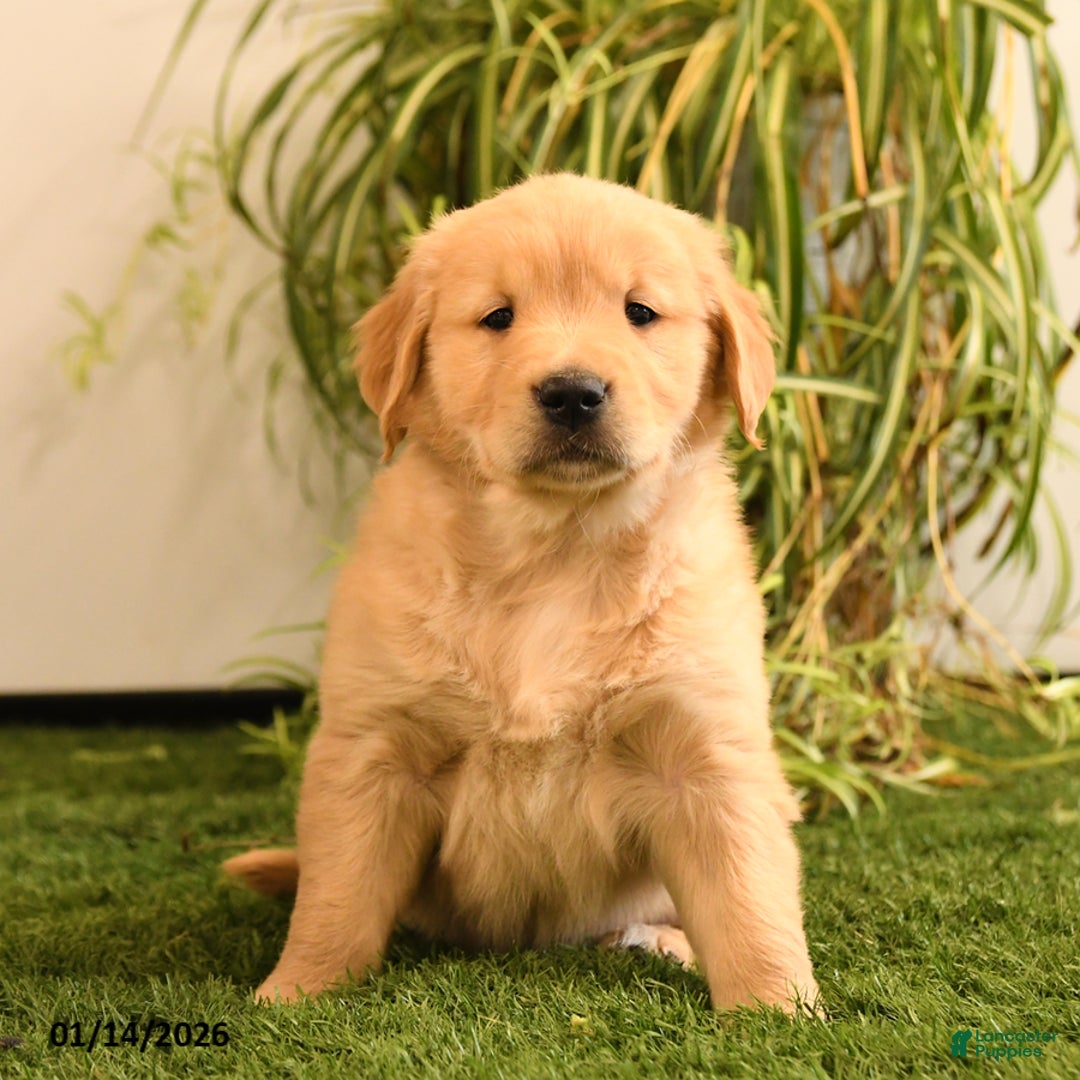 Golden Retriever dogs for sale: Marley - Ad 3