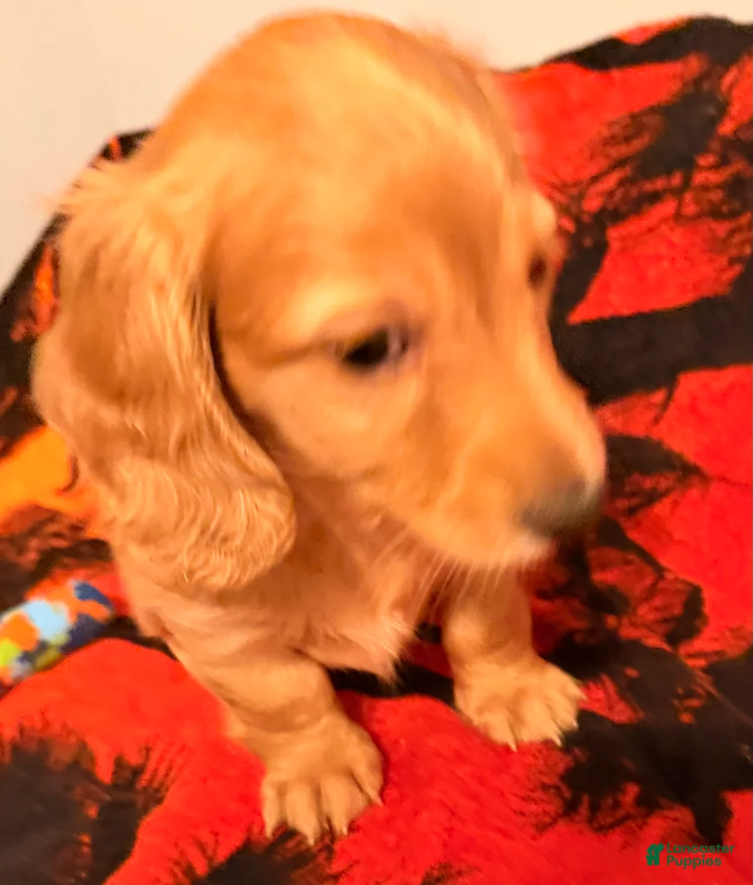 Dachshund dogs for sale: Dachshund Puppy 2 - Ad 1