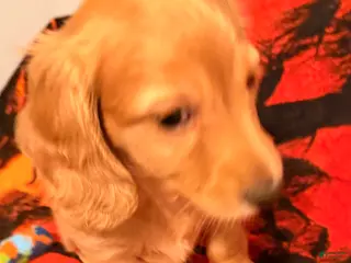 Dachshund dogs Dachshund Puppy 2 - Ad 25