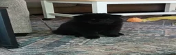Chow Chow dogs for sale: Black female number 1 - Ad 1