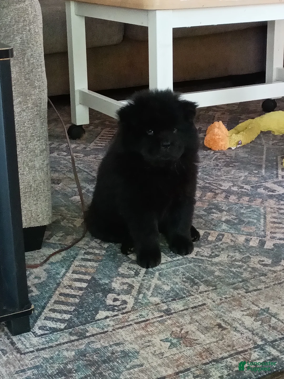 Chow Chow dogs for sale: Black female number 1 - Ad 1