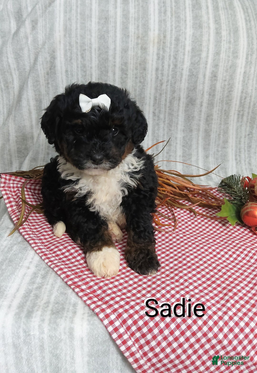 Mini Bernedoodle dogs for sale:  Sadie  - Ad 8