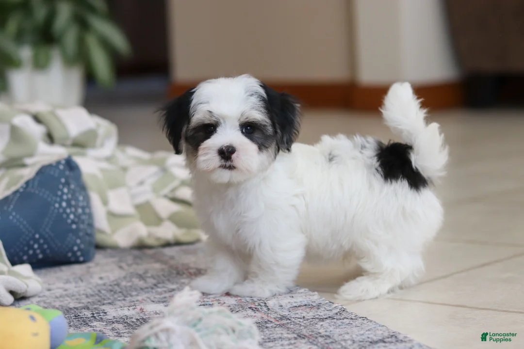 Morkie dogs for sale: Carson - Ad 6