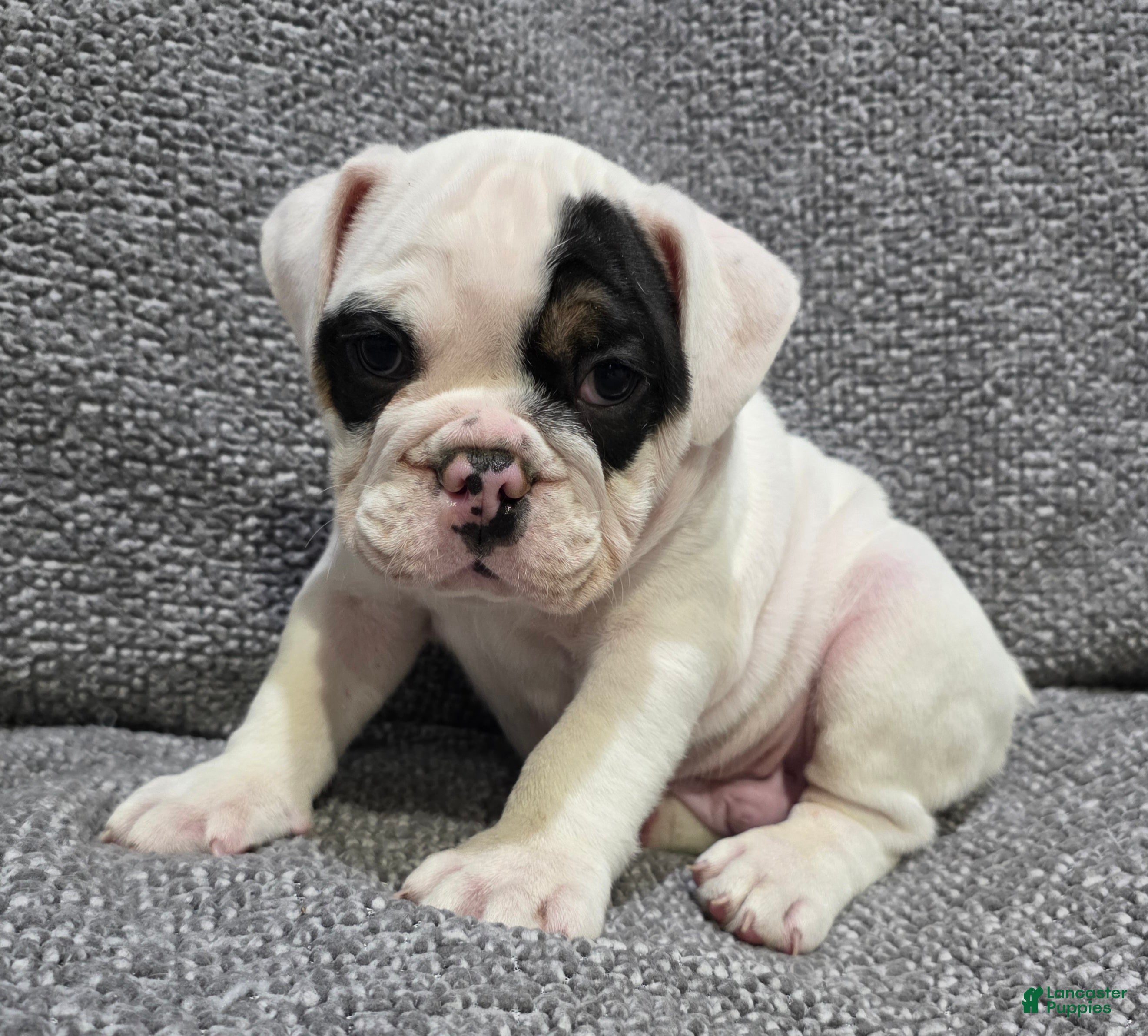 English Bulldog dogs Lance - Ad 1
