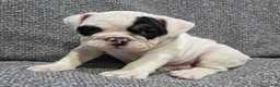 English Bulldog dogs for sale: Lance - Ad 1