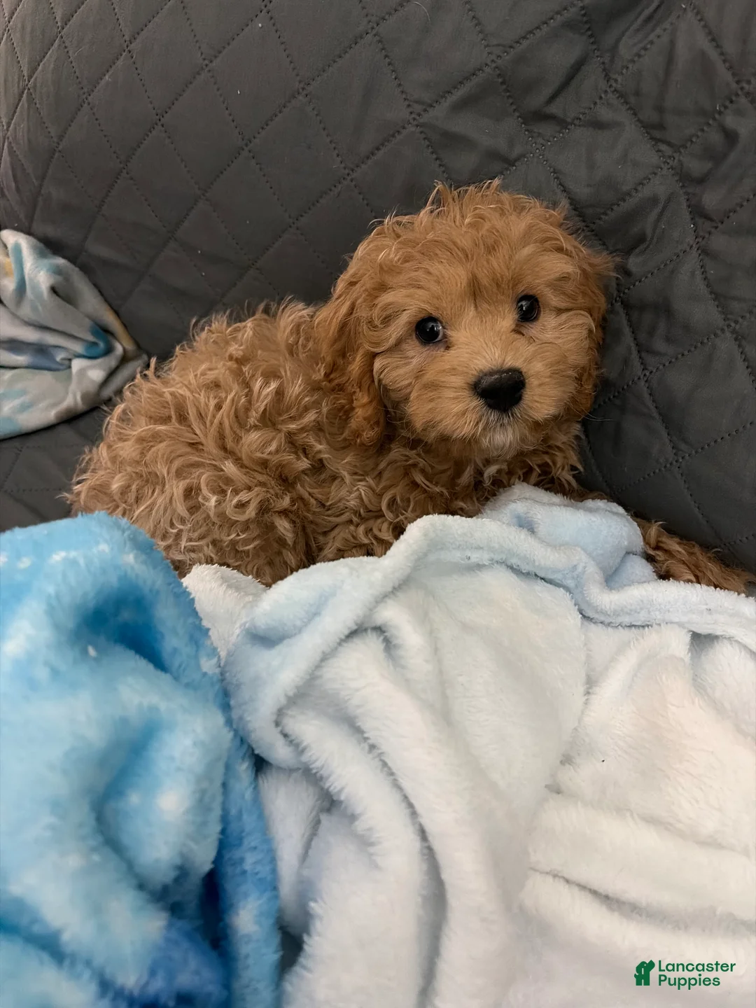 Cavapoo dogs for sale: Cavapoo Puppy 1 - Ad 2