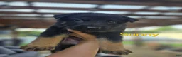German Shepherd dogs for sale: Coco - Ad 6