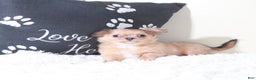 Chihuahua dogs for sale: Chihuahua Puppy Flicka - Ad 6