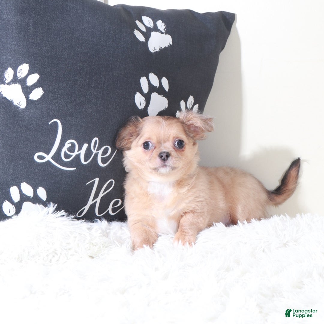 Chihuahua dogs for sale: Chihuahua Puppy Flicka - Ad 6