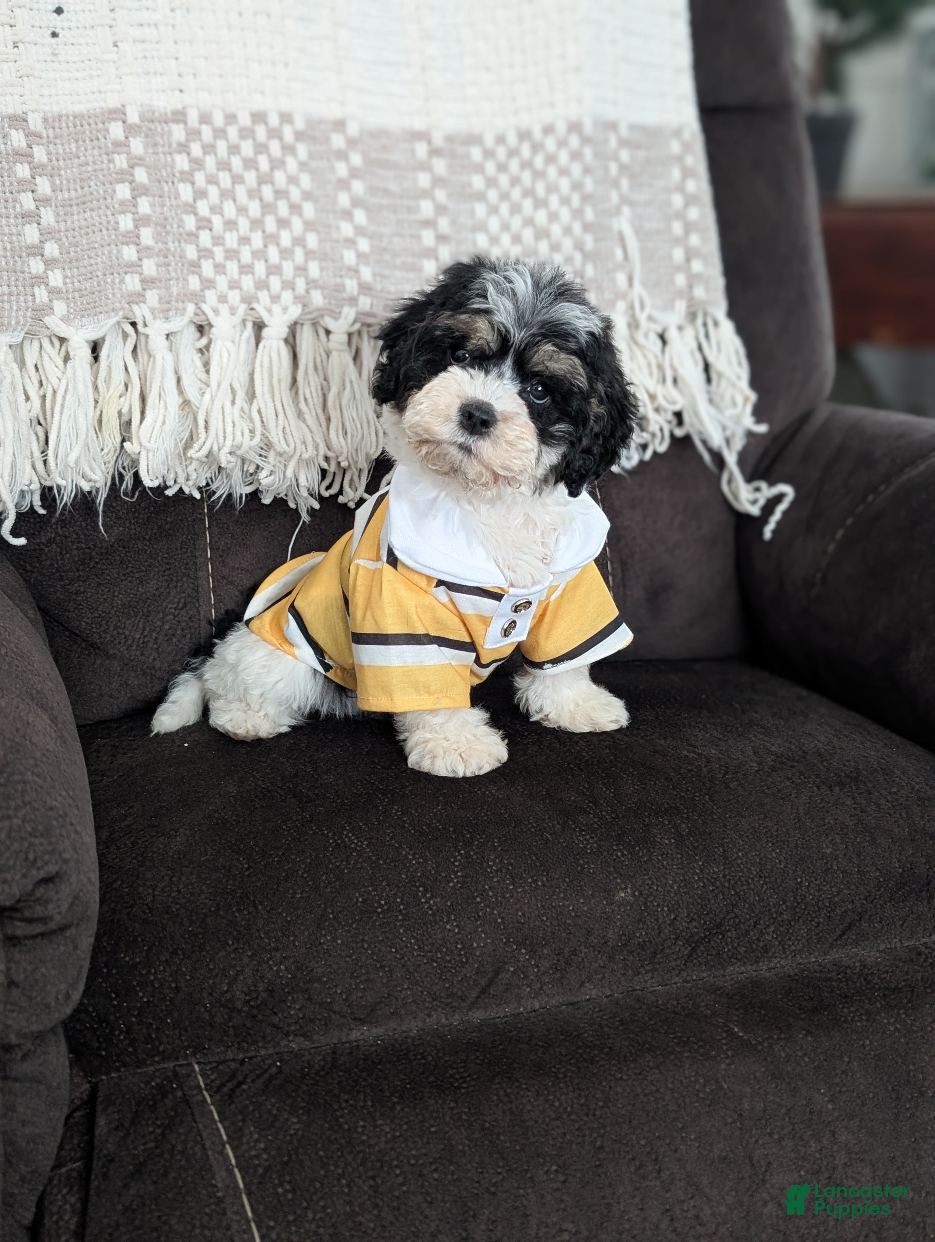 Cockapoo dogs Tiny Asher - Ad 2