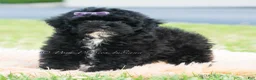 Toy Poodle dogs for sale: Paisley - Ad 5