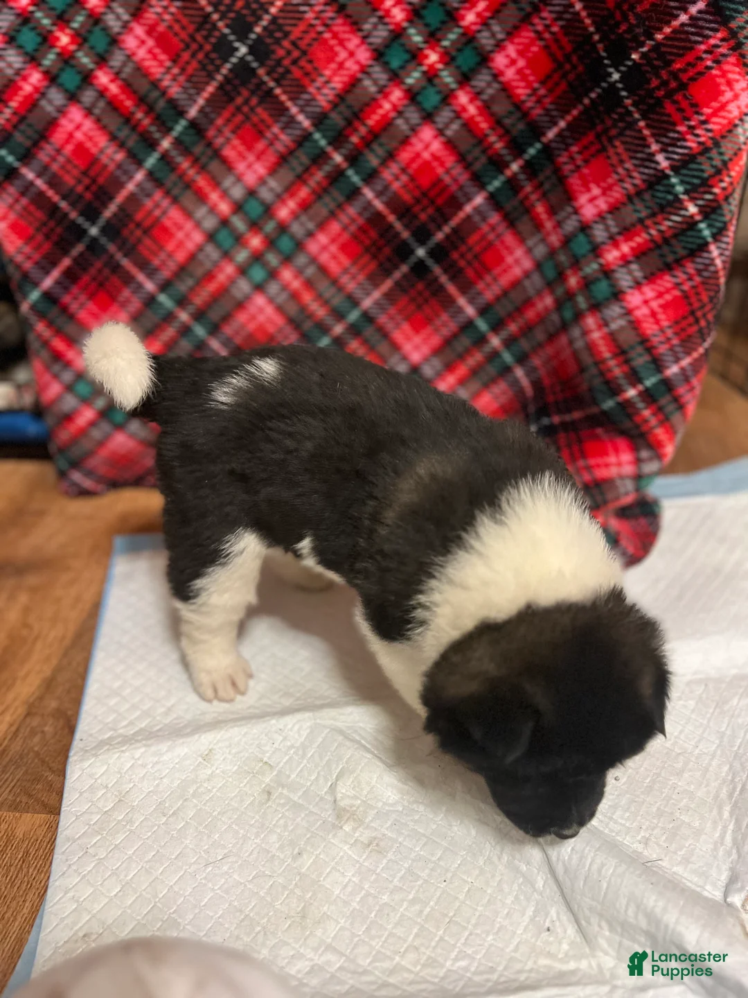 Akita dogs for sale: Cupid - Ad 6