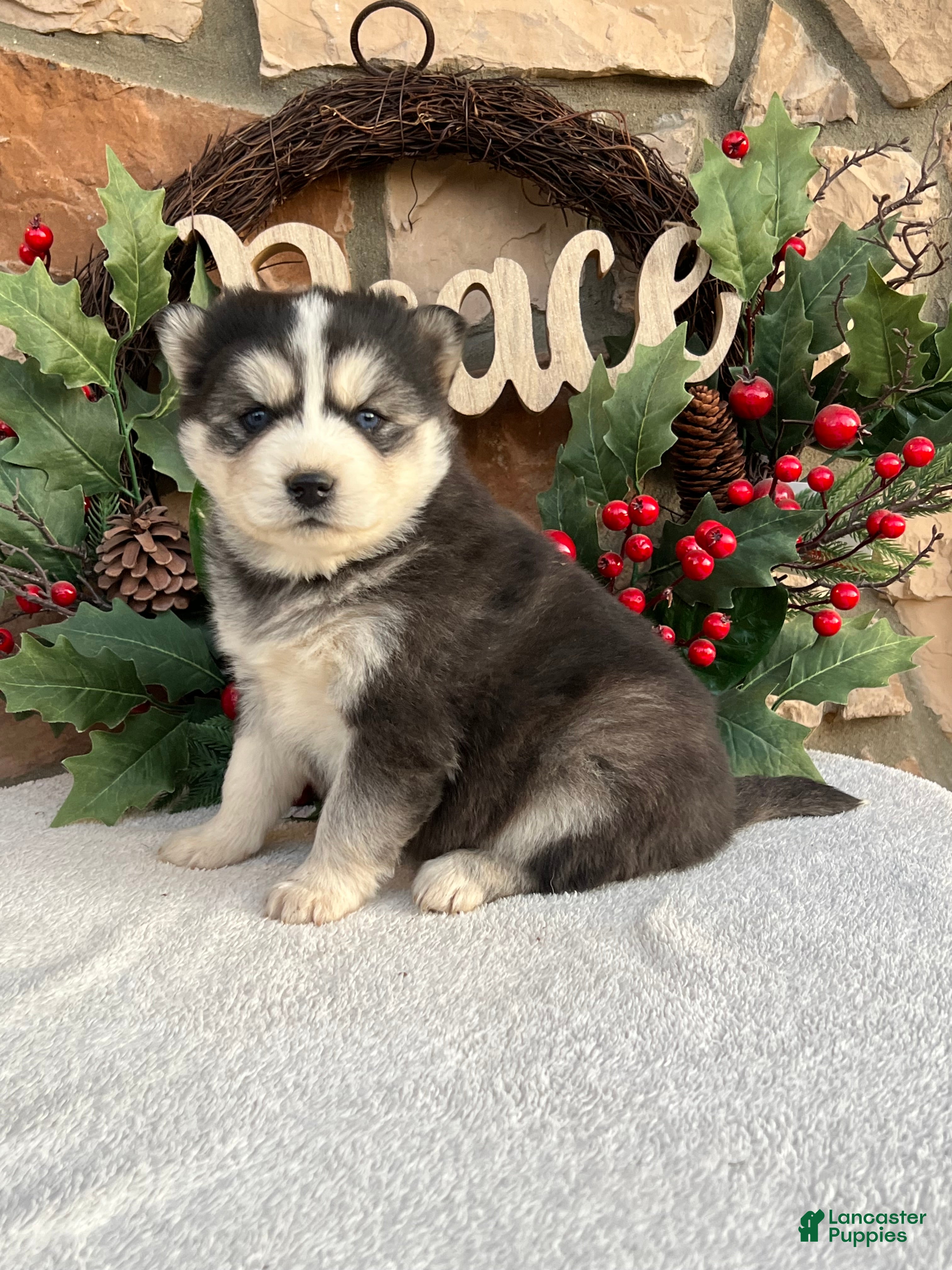 Pomsky dogs Belle - Ad 17