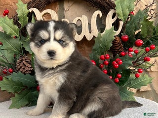 Pomsky dogs Belle - Ad 8