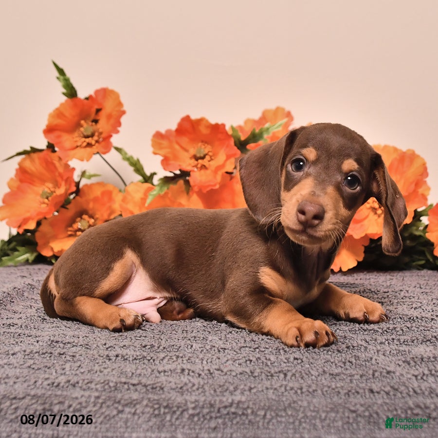 Miniature Dachshund dogs Isaiah - Ad 2
