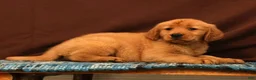 Golden Retriever dogs for sale: Ivory - Ad 3