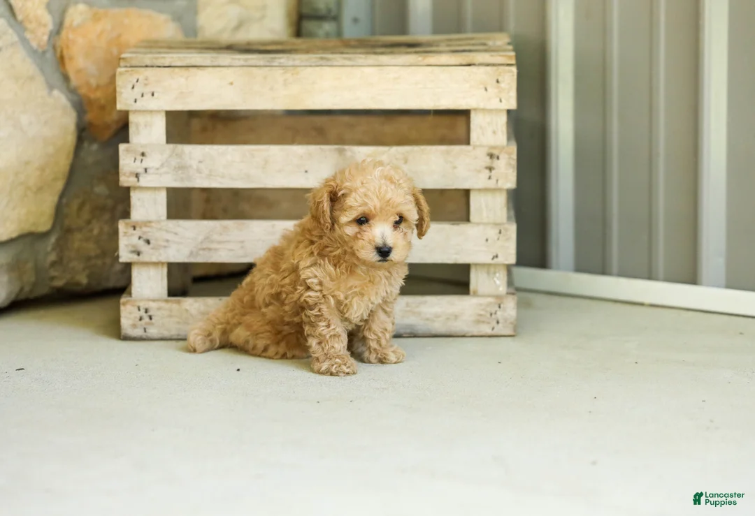 Miniature Poodle dogs for sale: AKC Shelly - Ad 2