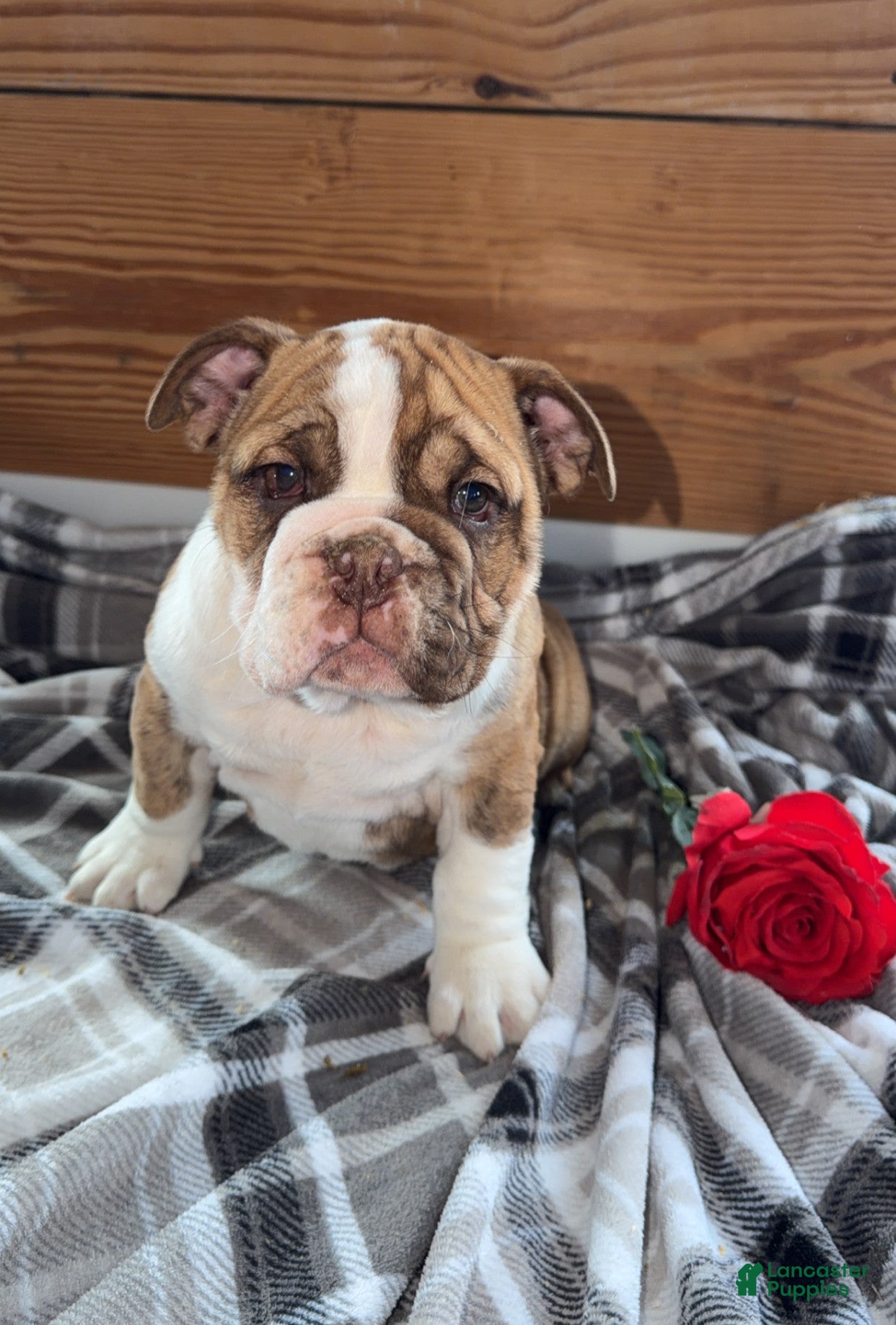 Mixed Breed dogs Jessica - Ad 1