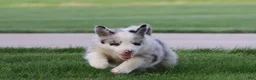 Border Collie dogs for sale: Cruz - Ad 8