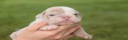 English Bulldog dogs for sale: Ted English Bulldog  - Ad 6