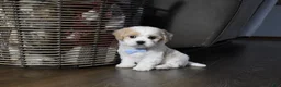 Cavachon dogs for sale: Carter - Ad 5