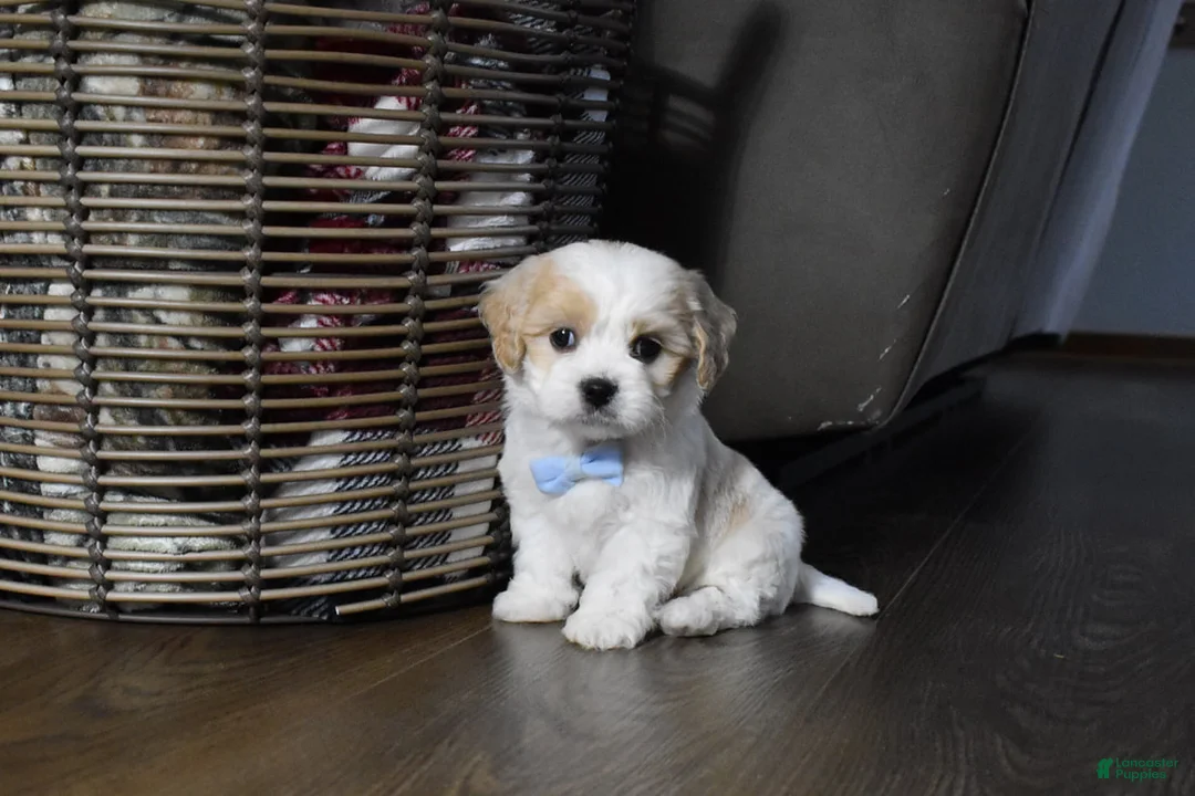Cavachon dogs for sale: Carter - Ad 5
