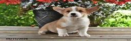 Welsh Corgi Pembroke dogs for sale: Ace - Ad 3