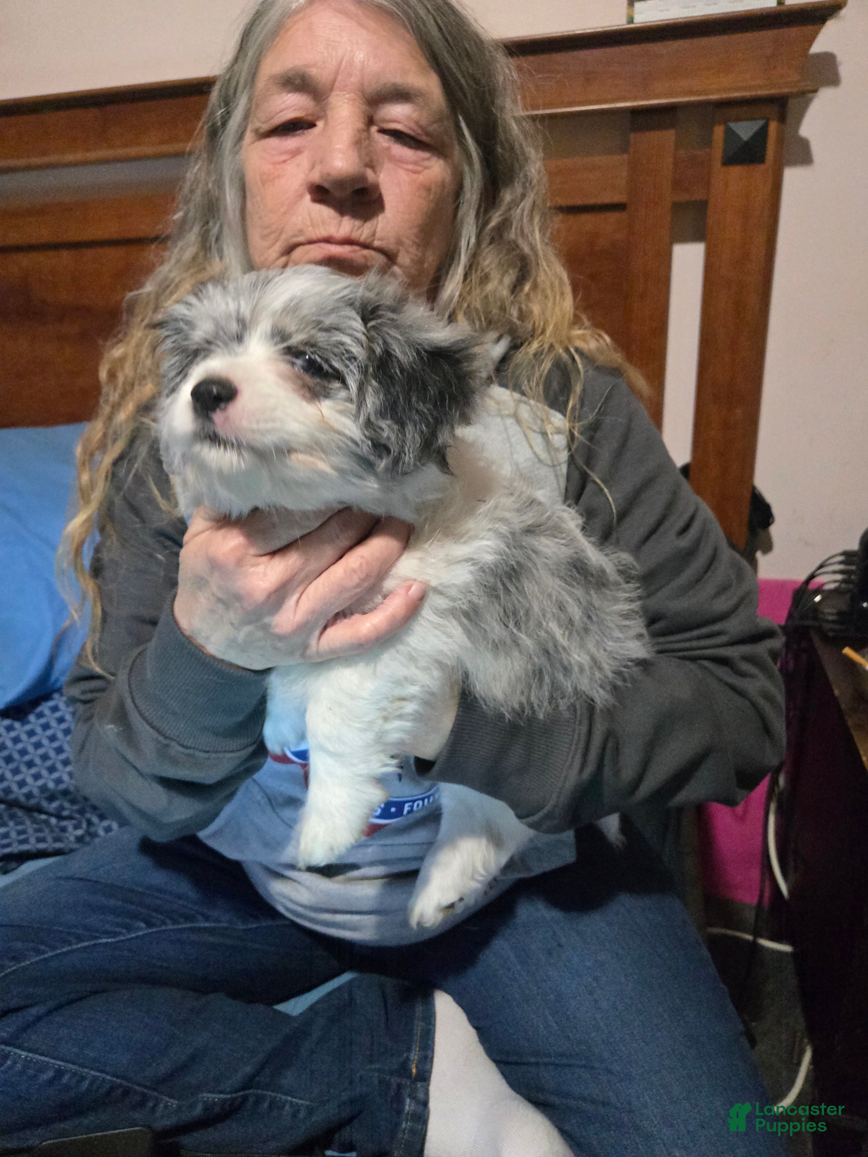 Mixed Breed dogs Mixed Breed Puppy 1 - Ad 22