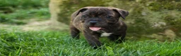Staffordshire Bull Terrier dogs for sale: Melody 🎀 - Ad 10