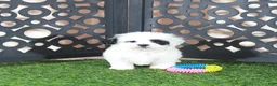 Teddy Bear dogs for sale: Patches Beautiful Female Teddy Bear Puppy - Ad 2