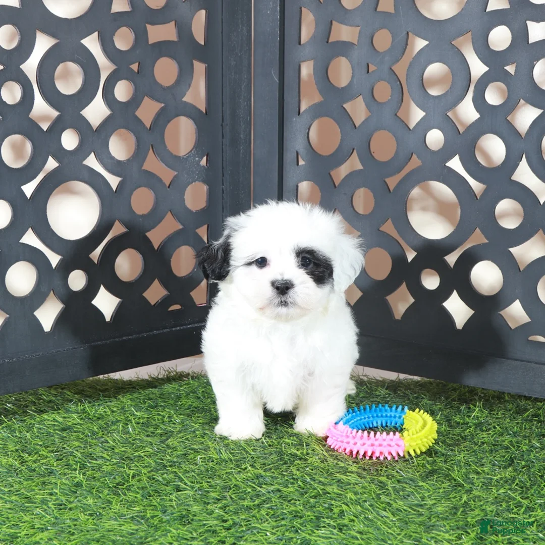 Teddy Bear dogs for sale: Patches Beautiful Female Teddy Bear Puppy - Ad 2