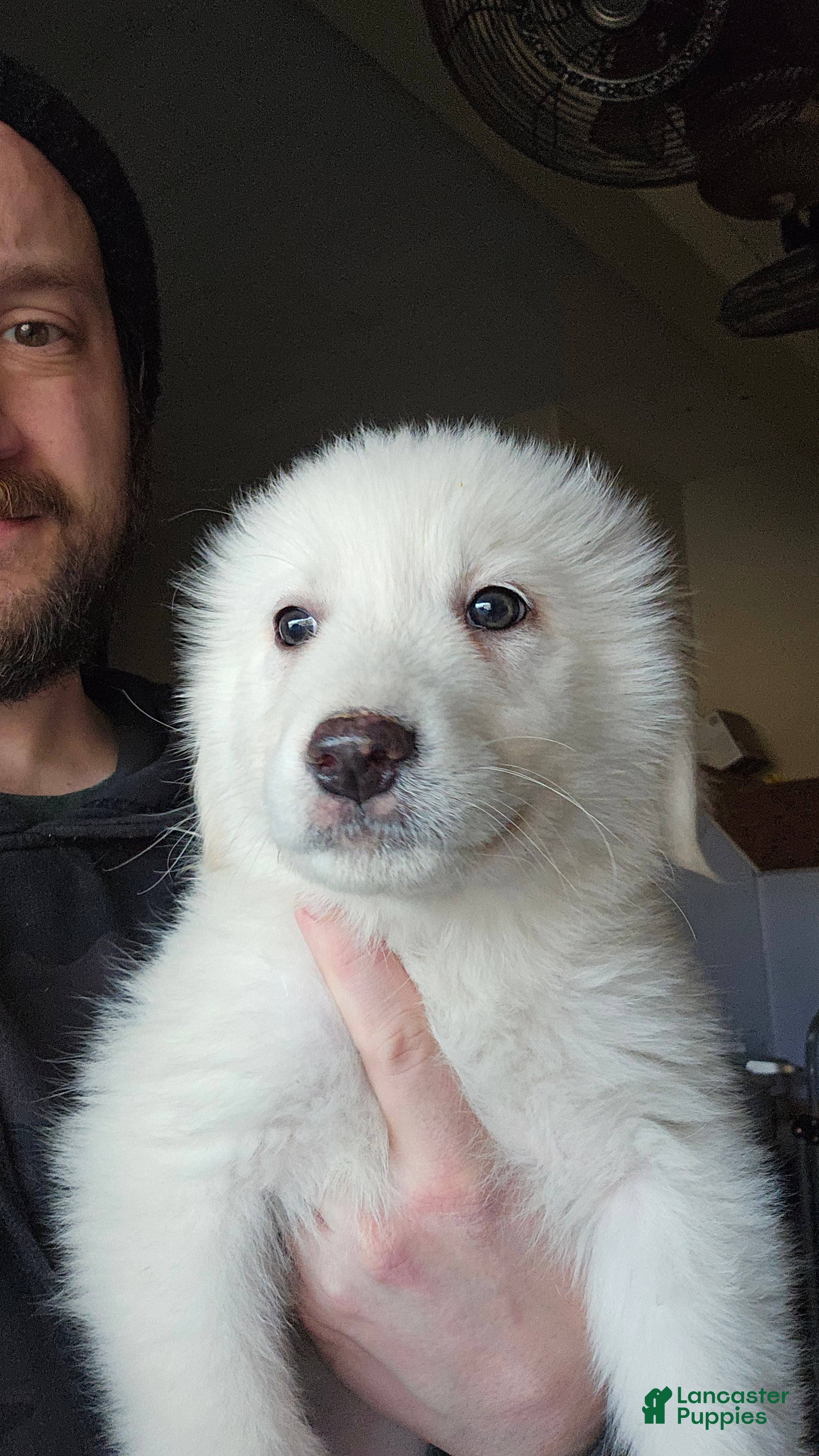 Great Pyrenees dogs Great Pyrenees Puppy 5 - Ad 4
