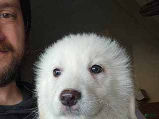 Great Pyrenees dogs Great Pyrenees Puppy 5 - Ad 3