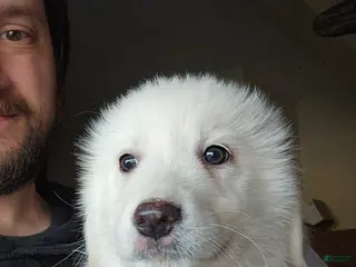 Great Pyrenees dogs Great Pyrenees Puppy 5 - Ad 1