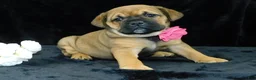 Mixed Breed dogs for sale: Bella - Ad 12