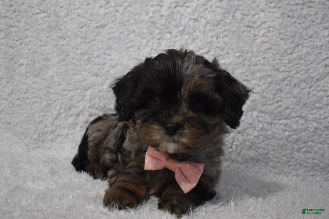 Cavachon dogs for sale: Riley  - Ad 6