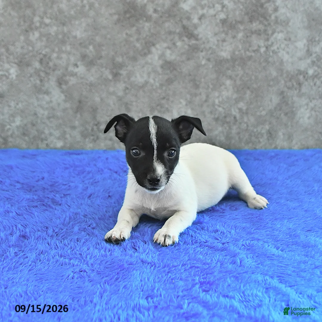 Jack Russell Terrier dogs for sale: Tilly - Ad 3