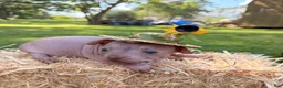 Chinese Crested dogs for sale: Chinese Crested 2 - Ad 12