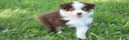 Australian Shepherd dogs for sale: Sandy - Ad 5