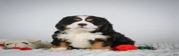 Miniature Bernese Mountain Dog dogs for sale: Toby - Ad 3