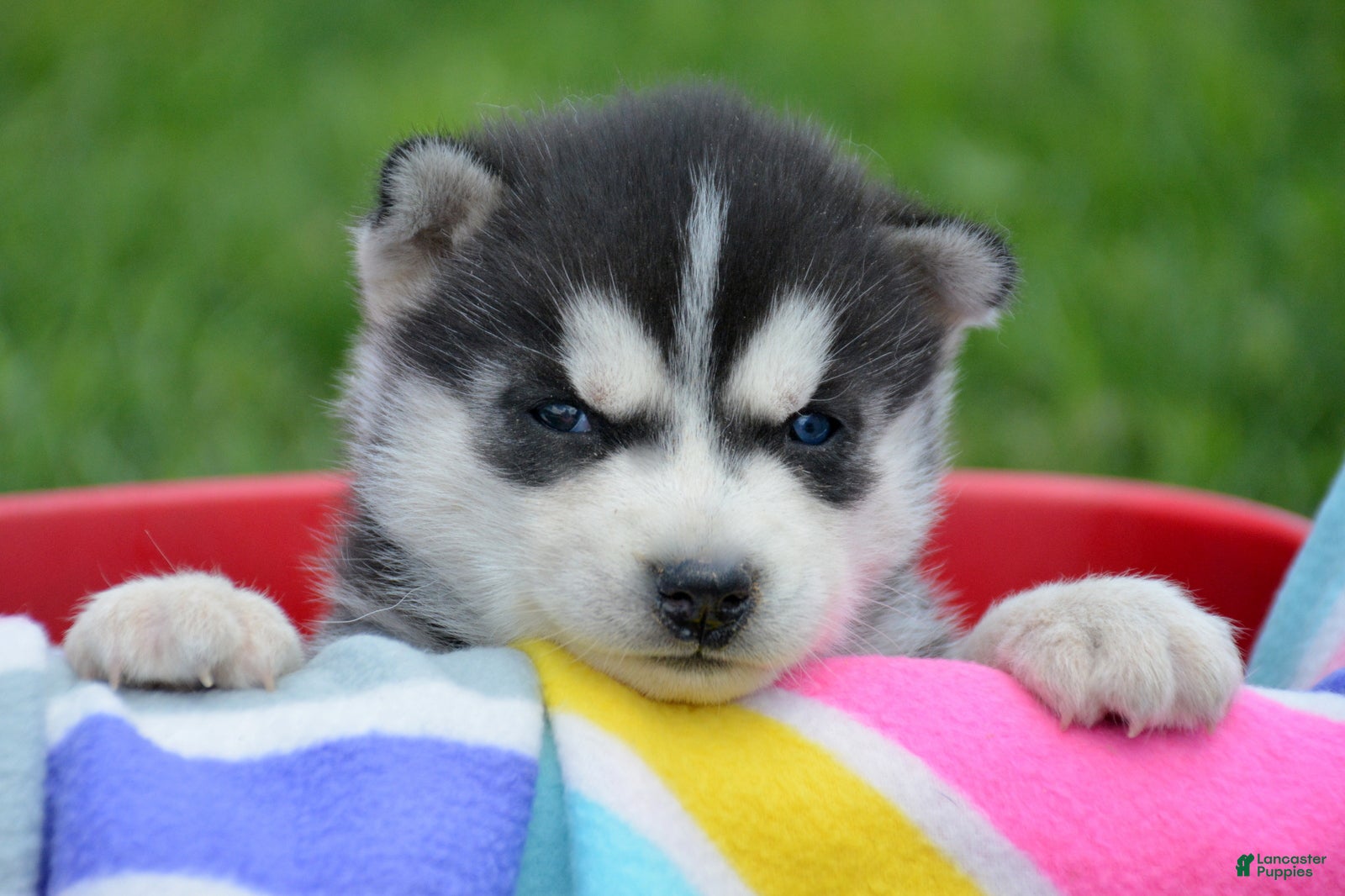 Siberian Husky dogs Hank Siberian Husky M - Ad 31