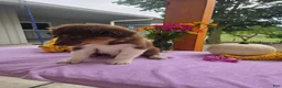 Australian Shepherd dogs for sale: Teddy - Ad 9