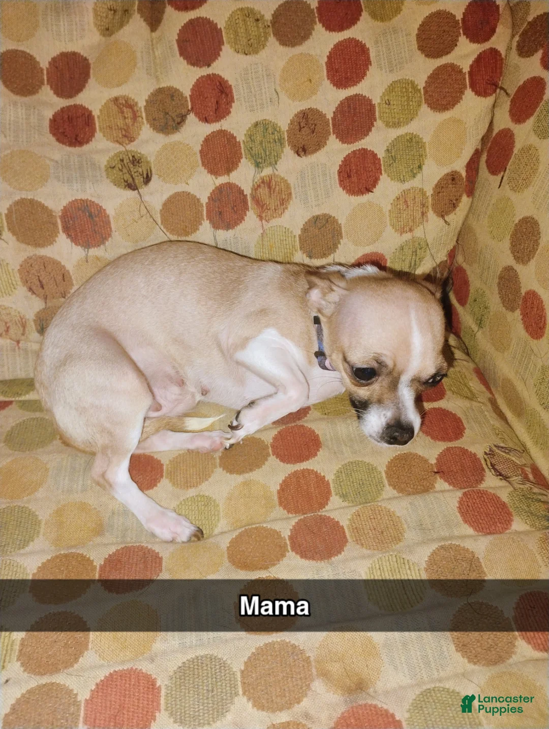 Chihuahua dogs for sale: Chihuahua Puppy 1 - Ad 8