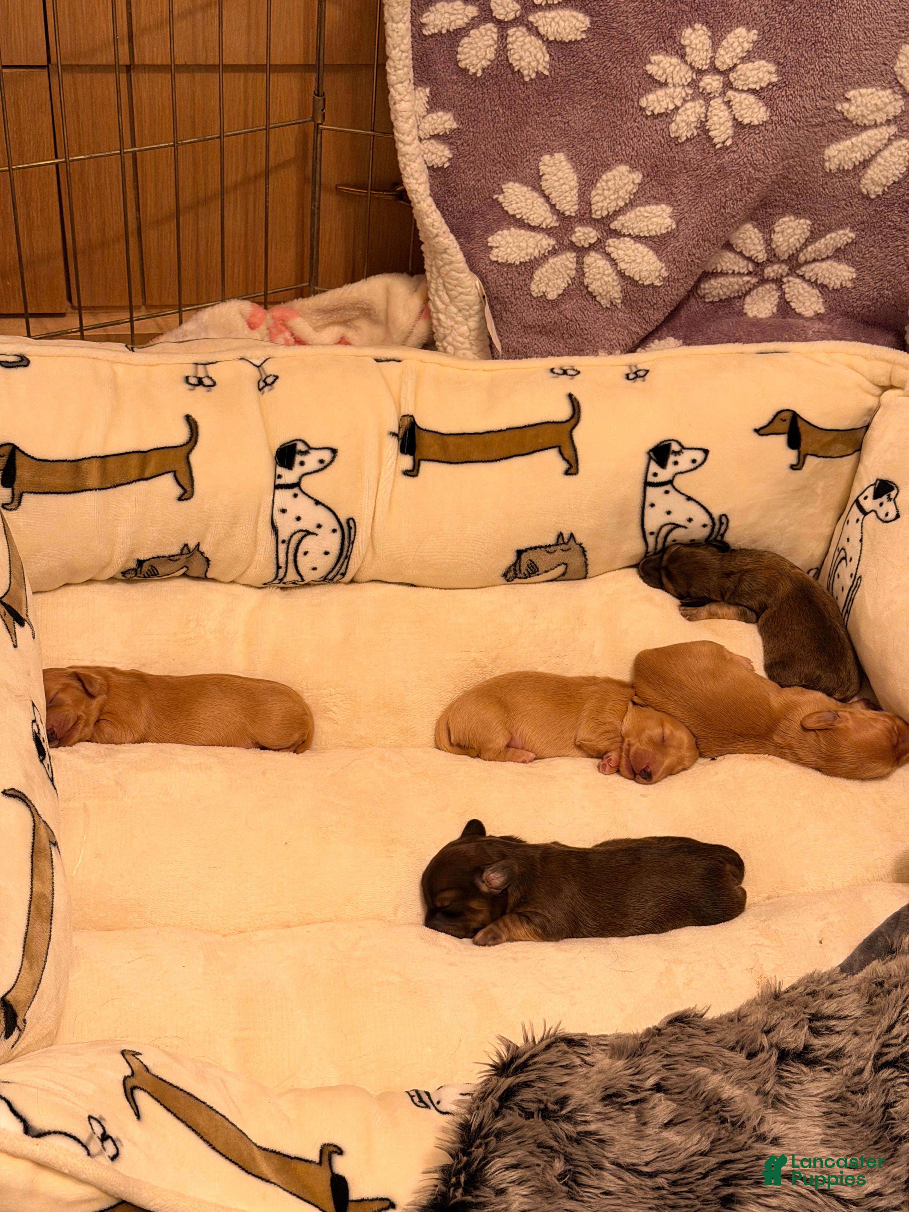 Dachshund dogs Dachshund 4 - Ad 1